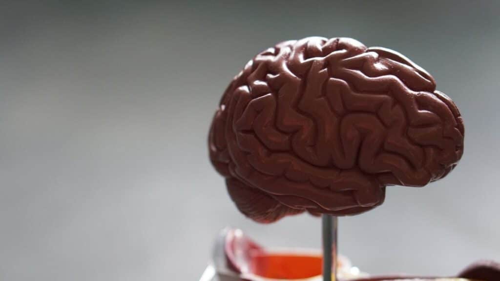brain model